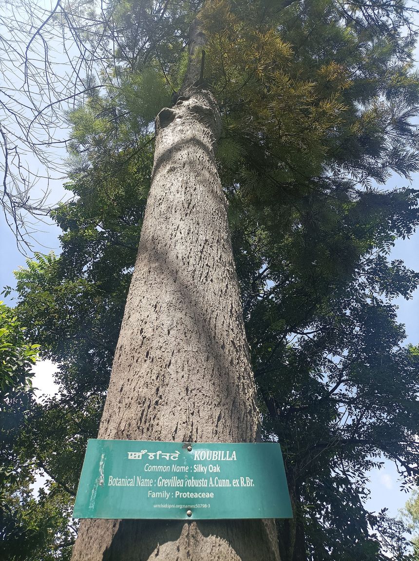 Silky Oak (Grevillea robusta) growing in Sydney