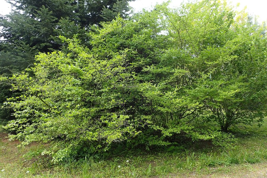 Small-Leaf Privet (Ligustrum sinense) growing in Sydney