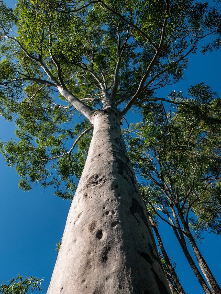 Spotted Gum (Corymbia maculata) growing in Sydney
