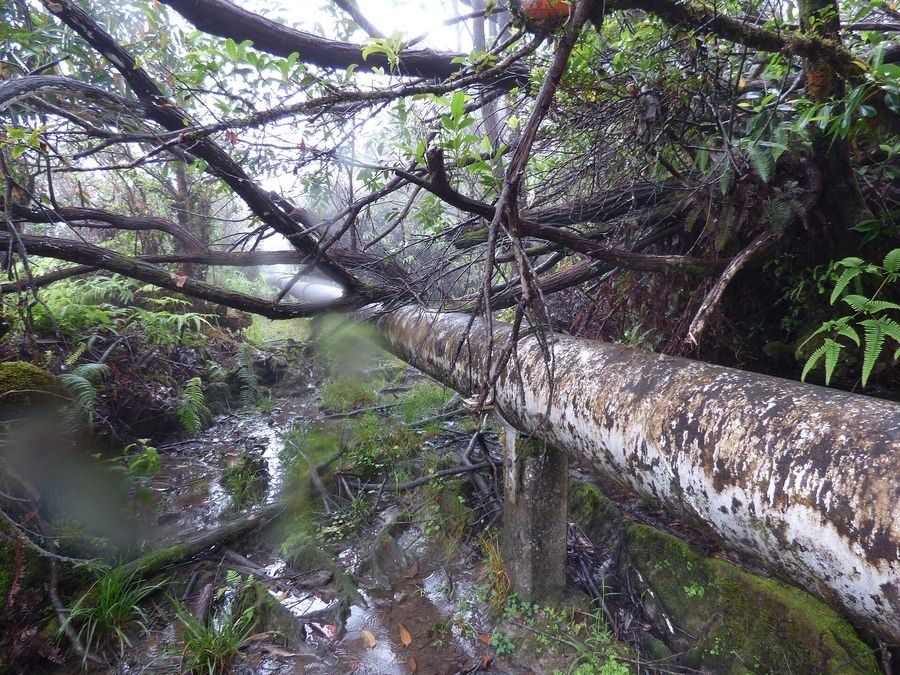 Swamp Mahogany (Eucalyptus robusta) growing in Sydney