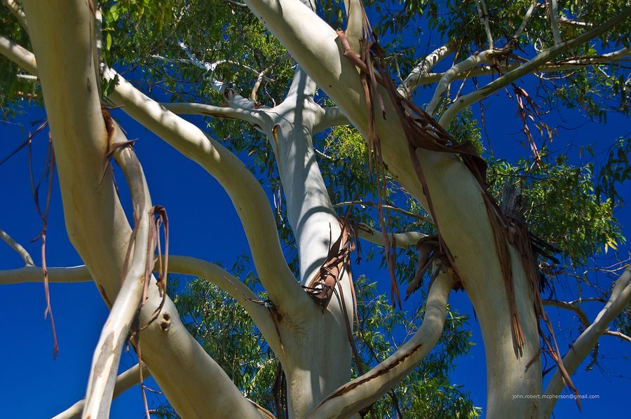 Sydney Blue Gum (Eucalyptus saligna) growing in Sydney