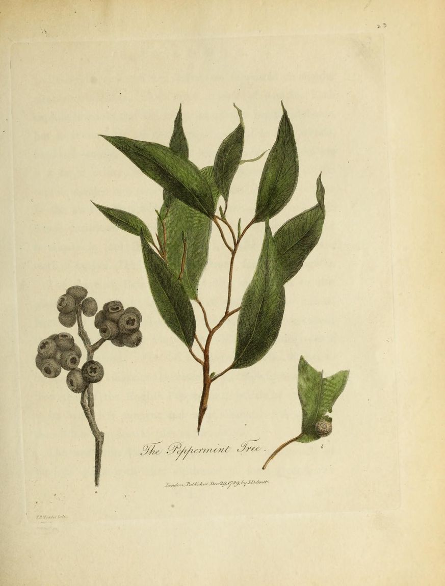 Sydney Peppermint (Eucalyptus piperita) growing in Sydney