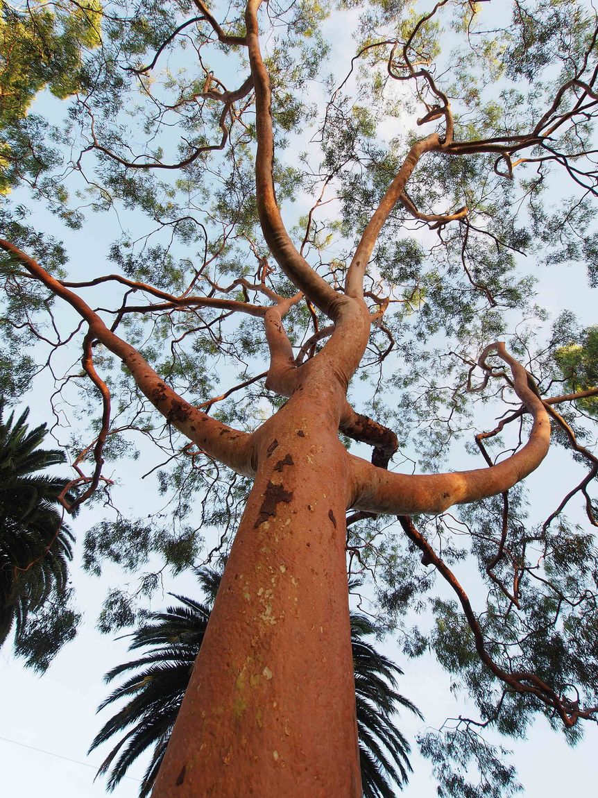 Sydney Red Gum (Angophora costata) growing in Sydney