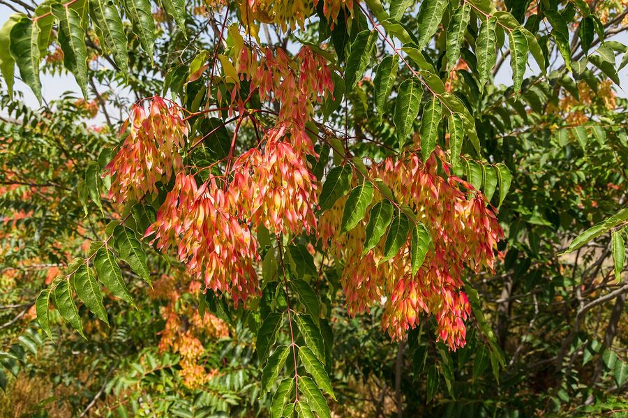 Tree of Heaven (Ailanthus altissima) growing in Sydney