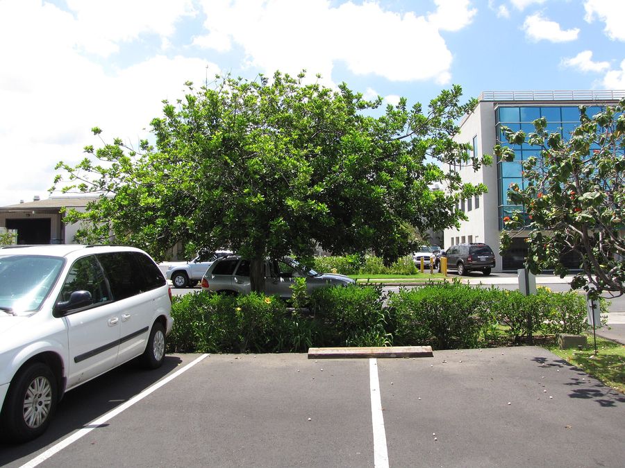 Tuckeroo (Cupaniopsis anacardioides) growing in Sydney
