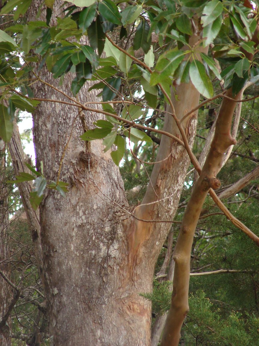 Turpentine (Syncarpia glomulifera) growing in Sydney
