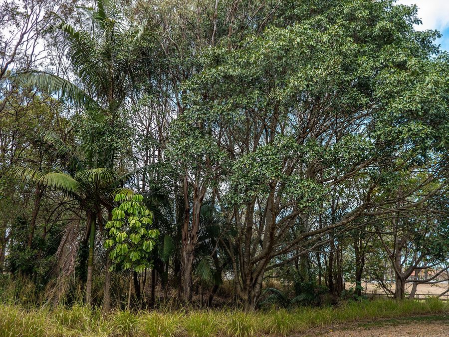 Umbrella Tree (Schefflera actinophylla) growing in Sydney