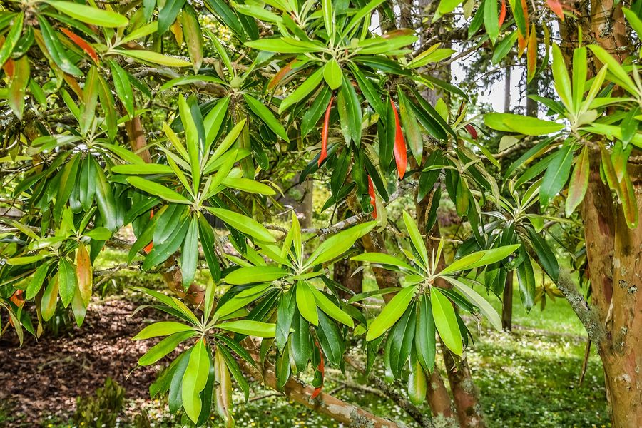 Water Gum (Tristaniopsis laurina) growing in Sydney
