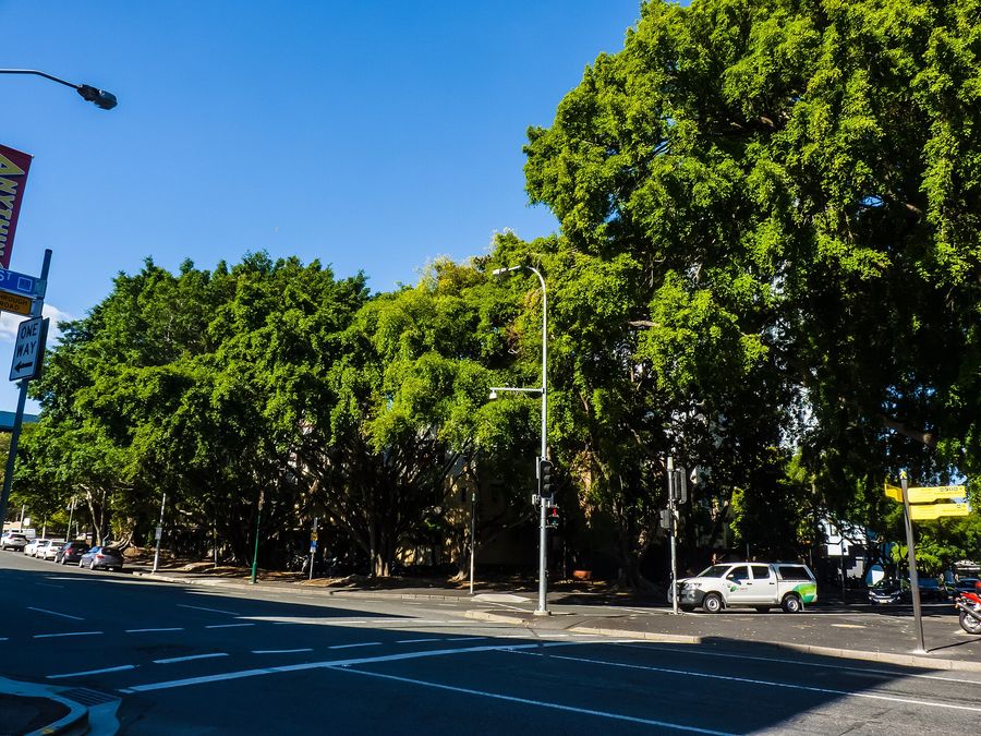 Weeping Fig (Ficus benjamina) growing in Sydney