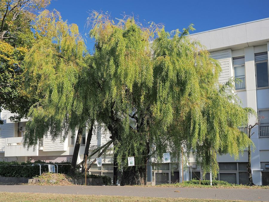 Willow (Salix species) growing in Sydney